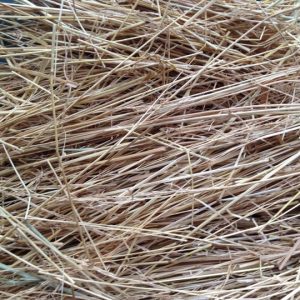 Grassamenheu