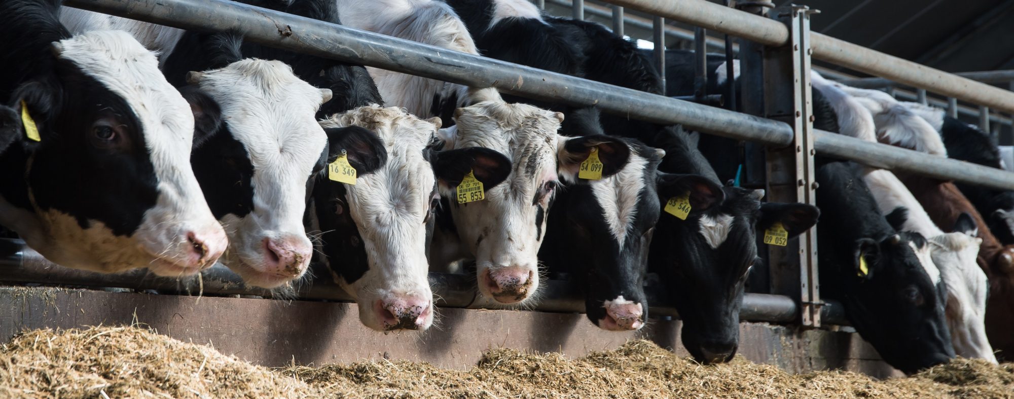 Gesundes und leckeres Futter für Ihre Tiere